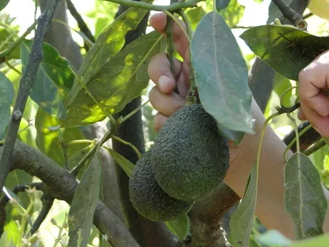 Avocado-Farm