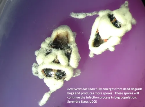 Bagrada bug killed by Bb-sporulation