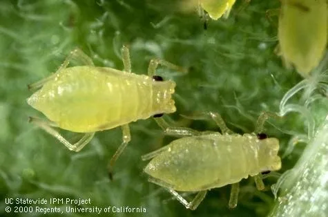Green peach aphid-Jack Kelly Clark
