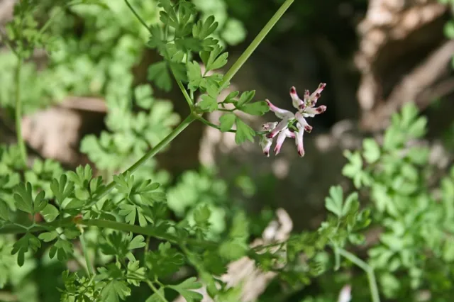Fumitory closeup