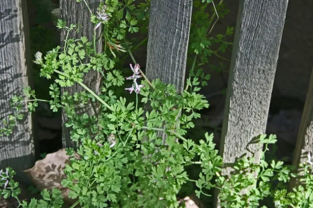 Fumitory habit