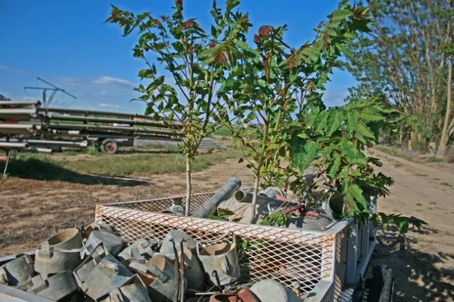 Tree-of-heaven (Ailanthus altissima)