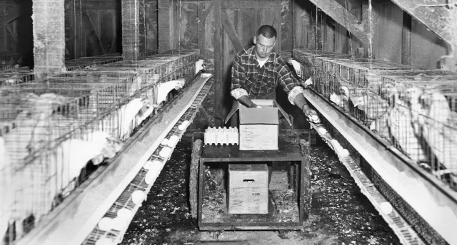 Egg vendor with chickens