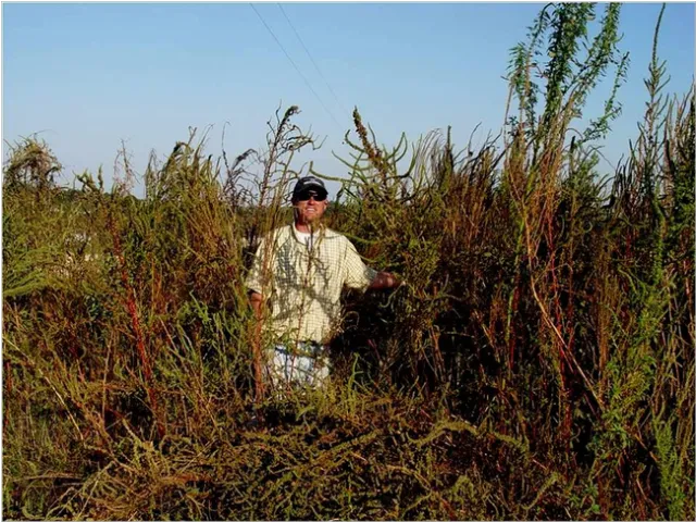 Extension agent in Palmer amaranth