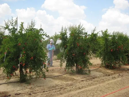 Testing fungicides for control of postharvest blackheart.