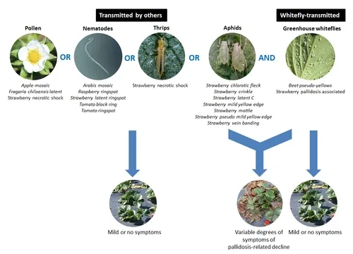 Pallidosis disease caused by viruses transmitted by whiteflies and other sources