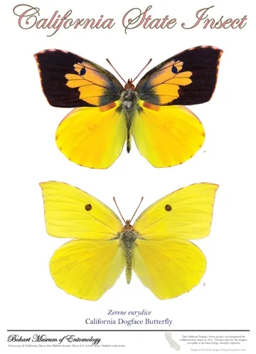 This is the poster created by Fran Keller and Greg Kareofelas that's available for sale at the Bohart Museum of Entomology.