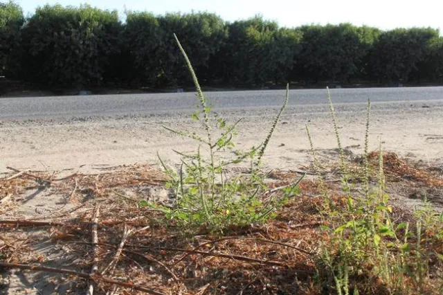 Palmer amaranth orchard roadside UCD Hanson