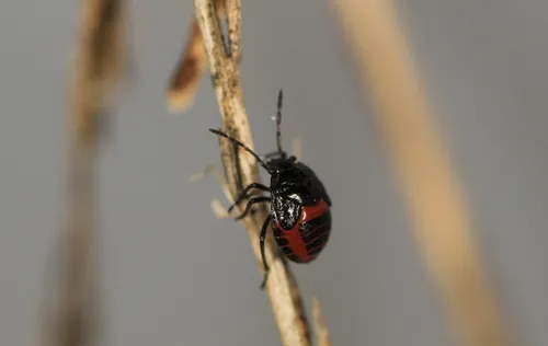 Bagrada bug nymph on mustard