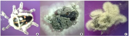 Sporulating cadavers