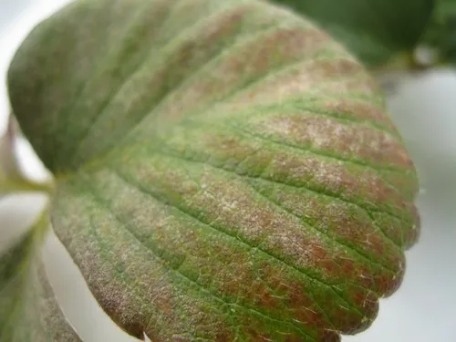 Browning of Albion from TSSM damage