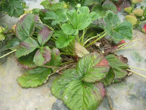 TSSM Damage on Benicia (2)