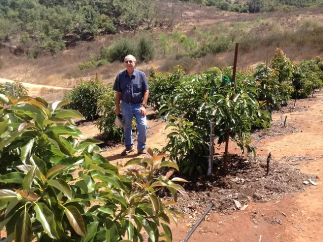 High Density Avocado Trial in San Diego County