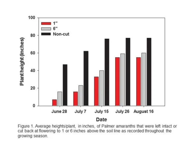 2010 palmer amaranth