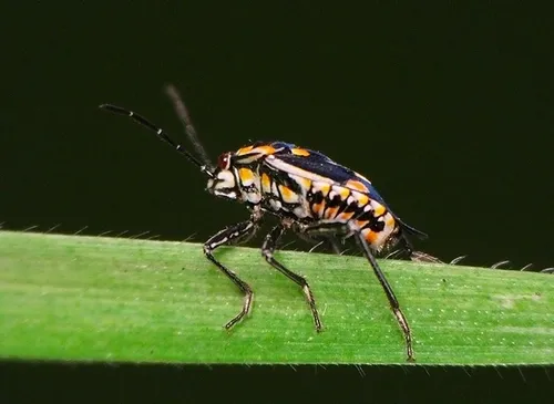 Bagrada bug-Bryan Jones-SFO 2