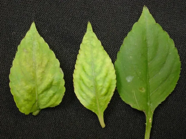 Downy mildew
