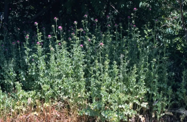 Silybum marianum. Photo by JM DiTomaso.