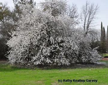 Almond tree in bloom at the Laidlaw facility. (Photo by Kathy Keatley Garvey)