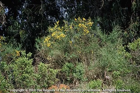 Portuguese broom