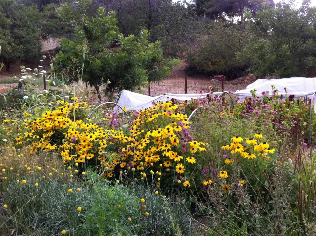 Silver Lake Farms - S. Golden