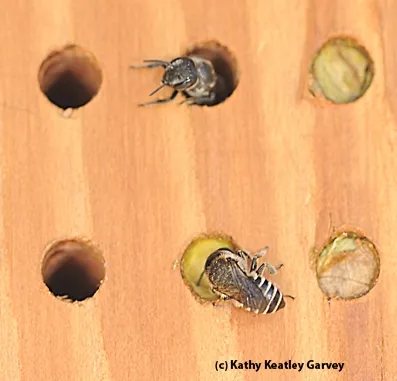 Leafcutter bees at their condo. (Photo by Kathy Keatley Garvey)