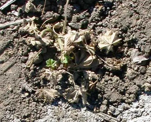 Effect on mallow sprayed with Chateau. (Photo courtesy Oleg Daugovish, UCCE)