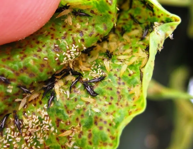 Weeping fig all life stages visible
