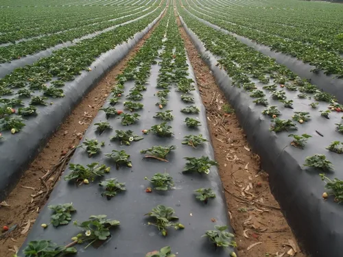 Spider mite infested field