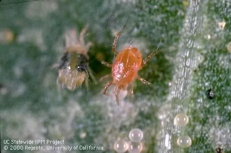 Phytoseiulus persimilis predatory mite