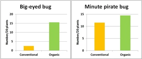 Graphs-Big-eyed and minute pirate bug