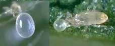 Galendromus occidentalis and spider mite egg-Jack Kelly Clark