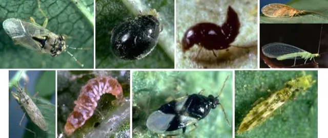 Predators of spider mites-Jack Kelly Clark