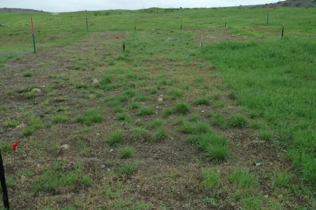 Research plot in the middle of the picture that was treated with Fusilade DX