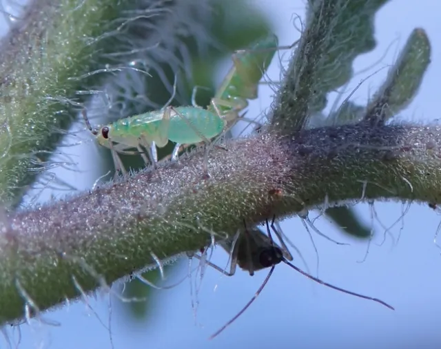 Cyrtopeltis modesta-Nymph