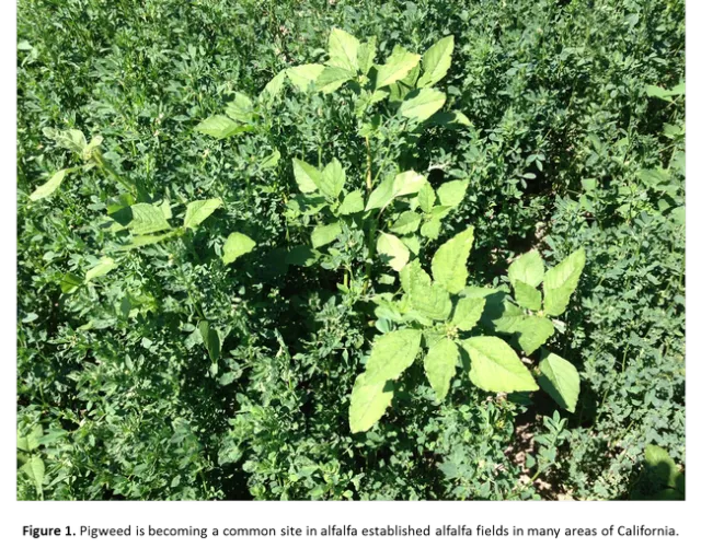 Figure 1. Pigweed is becoming a common site in established alfalfa fields in many areas of California.