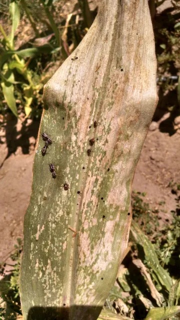 Bagrada bug-Larry Adcock, AG-Corn-20140819 (2)