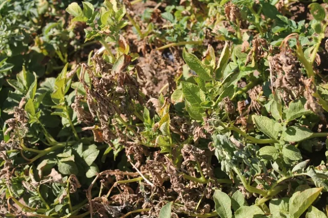 Bagrada bug-Rick Machado, Menfire, CA-Potato-2014AUG (8)