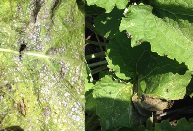 Don DeLano-Pomona-Chiko Burdock-20SEP2014 (5)