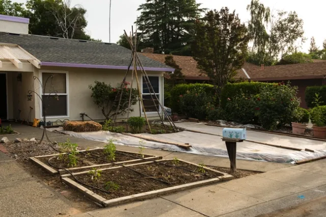 Figure 6. Area being solarized for lawn replacement