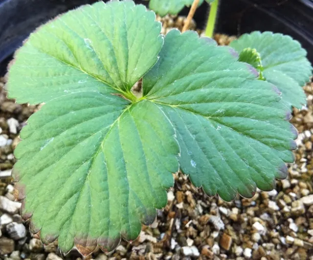 Salt injury to strawberry plants