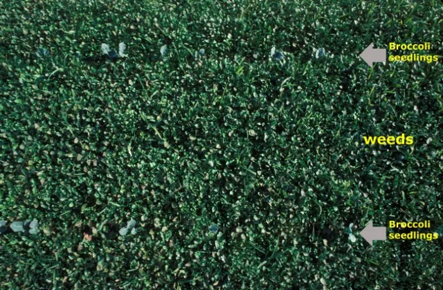 Figure 1. Non-solarized bed of broccoli in heavy weed growth.