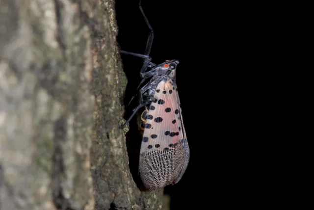 Spotted lanternfly-hojae.net520