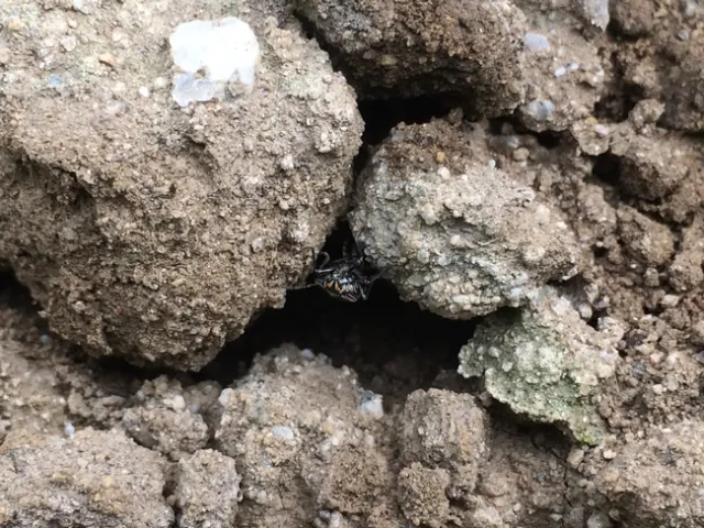 Bagrada bug and damage 20141031-2