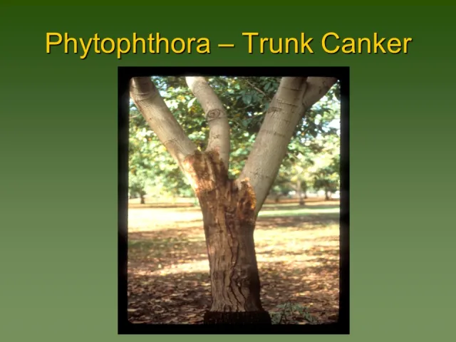 Phytophthora – Trunk Canker