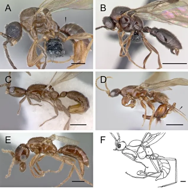 These are all males of the subfamily Leptanillinaea. This plate appears in Brendon Boudinot's manuscript,