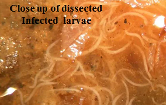 Close-up of nematode infected grub