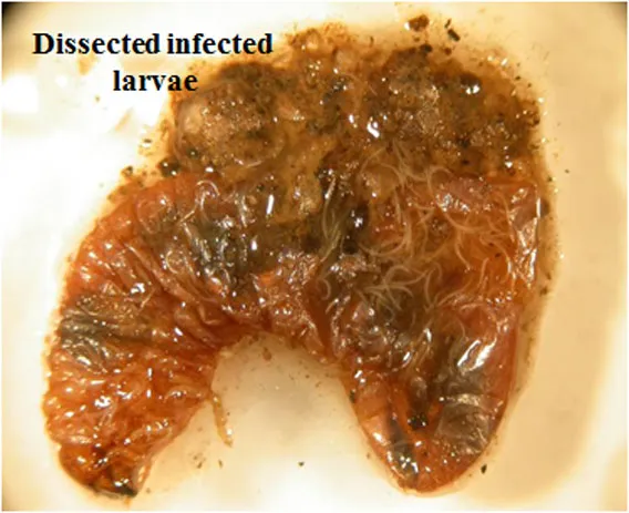 Nematode infected grub