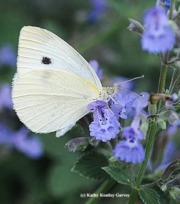 A cabbage white butterfly nectaring on catmint. (Photo by Kathy Keatley Garvey)