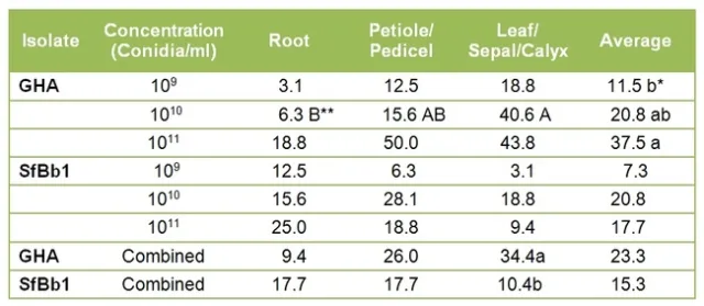 Bb endophytic colonization table