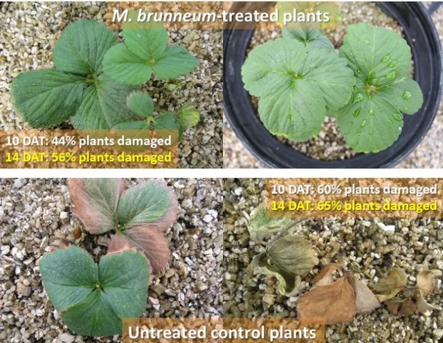Strawberry plants M. brunneum-spider mite damage